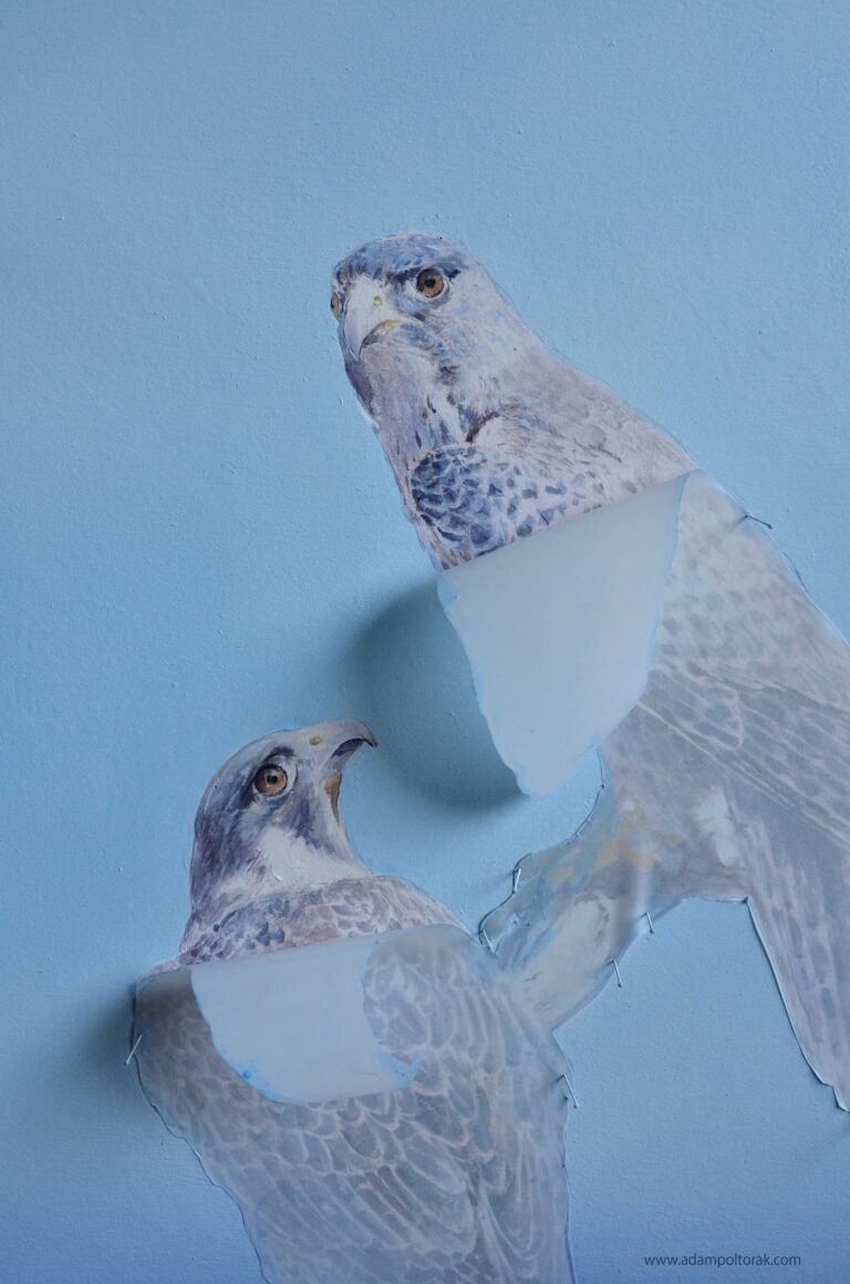 Falcons / Sokoły