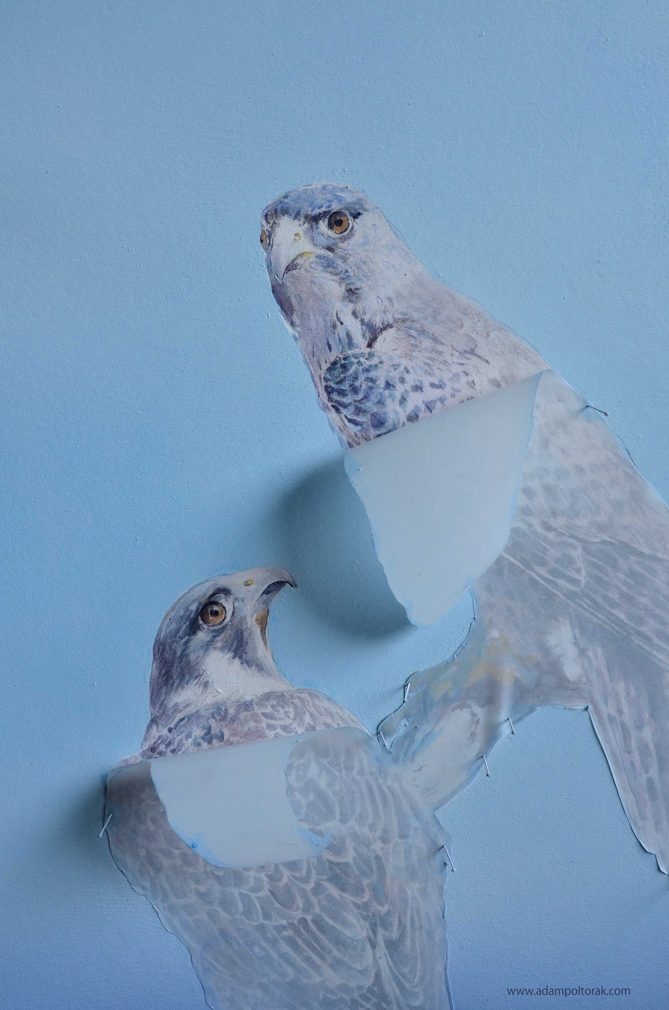 Falcons / Sokoły