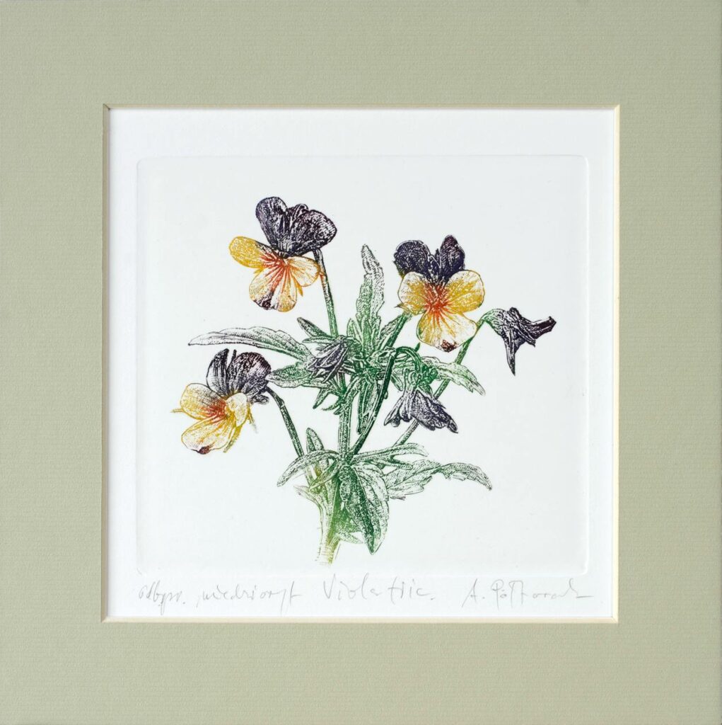 Fiołek trójbarwny /Viola tricoloris
