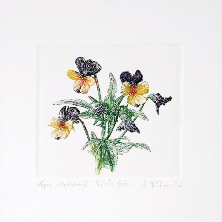 Fiołek trójbarwny /Viola tricoloris