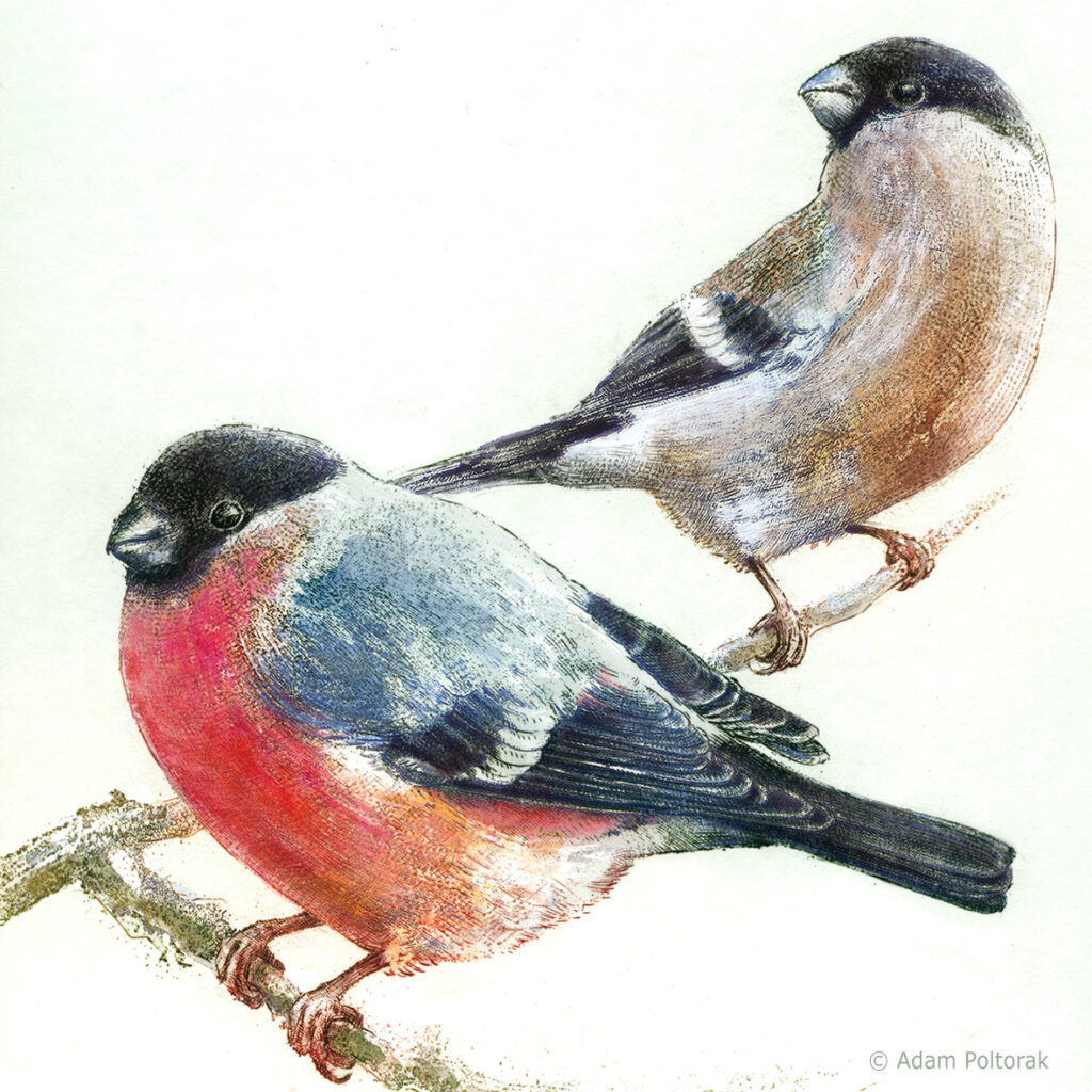 Gil / Pyrrhula pyrrhula / Bullfinch