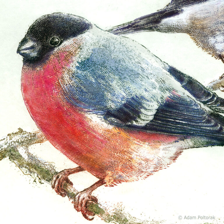 Gil / Pyrrhula pyrrhula / Bullfinch
