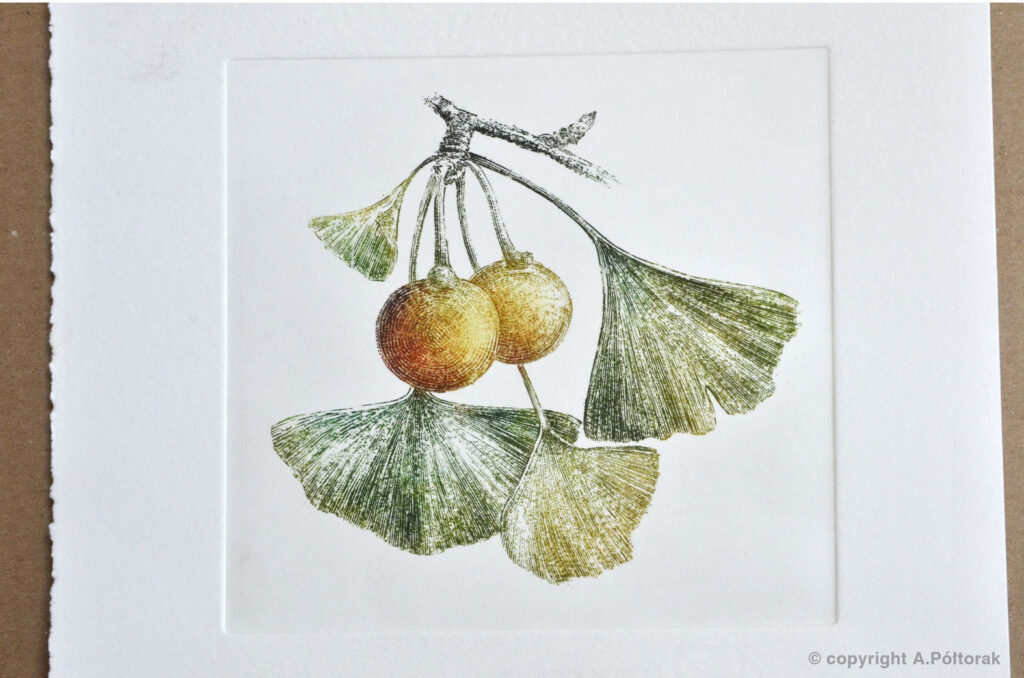 Miedzioryt "Ginkgo"
