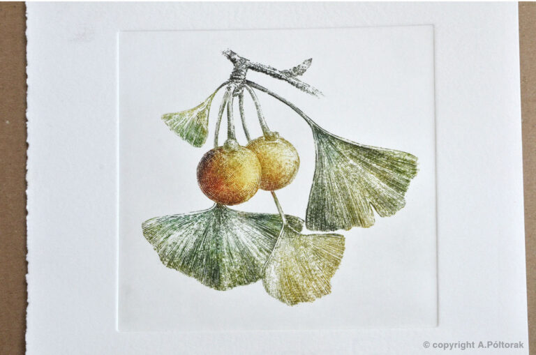 Miedzioryt "Ginkgo"