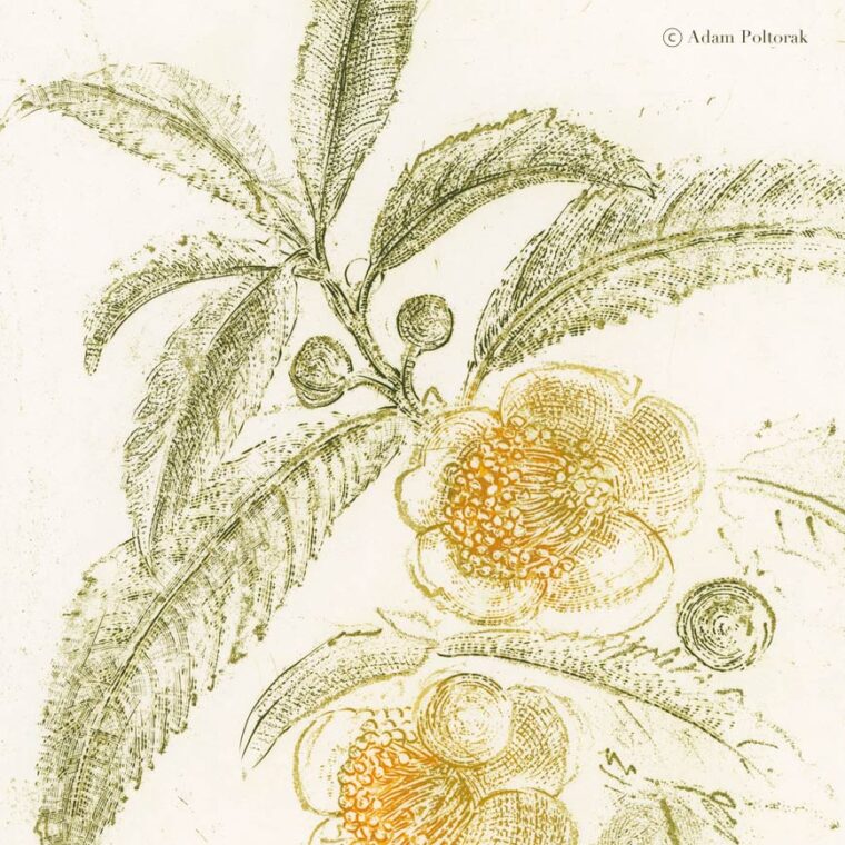 Herbata chińska No2 — miedzioryt