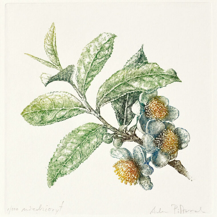 Herbata chińska No3 — miedzioryt