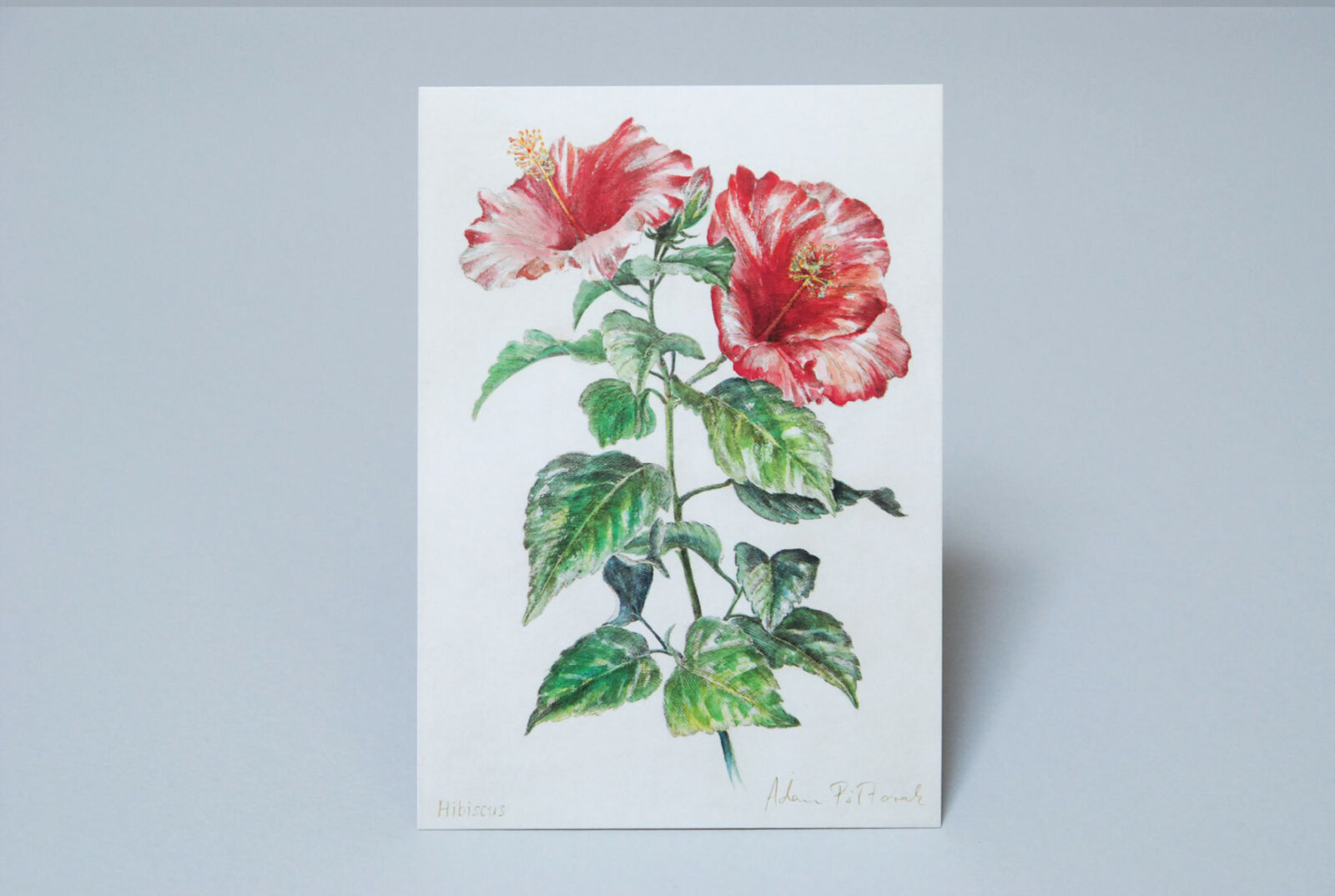 Hibiscus