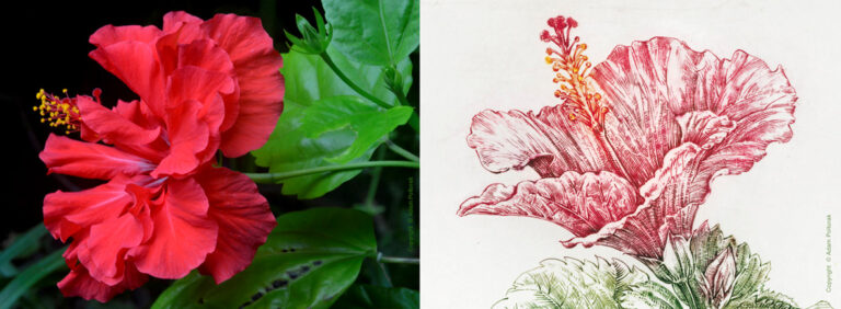 Hibiskus
