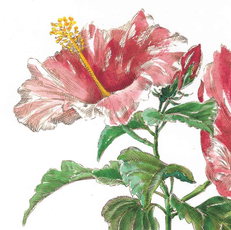 Hibiskus No 1 — miedzioryt