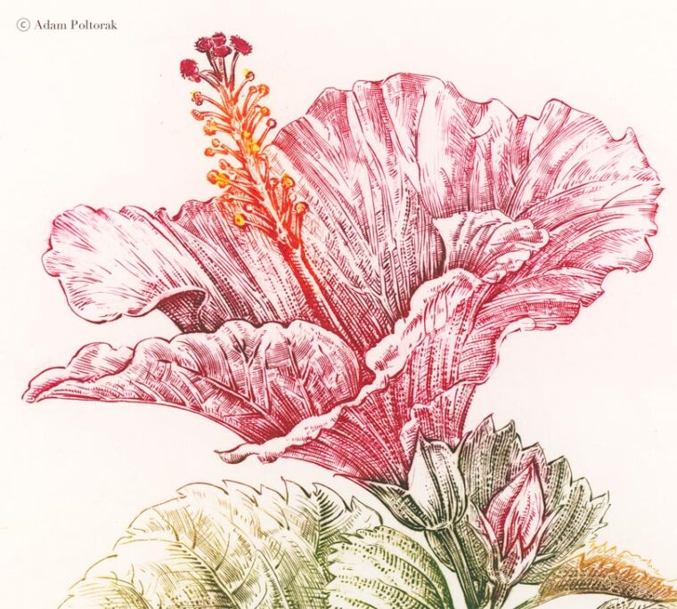 Hibiskus No 2 — miedzioryt