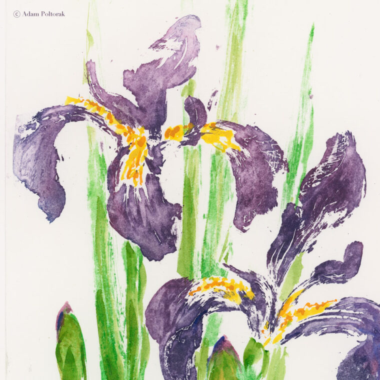 Irys syberyjski — akwatinta, miedzioryt