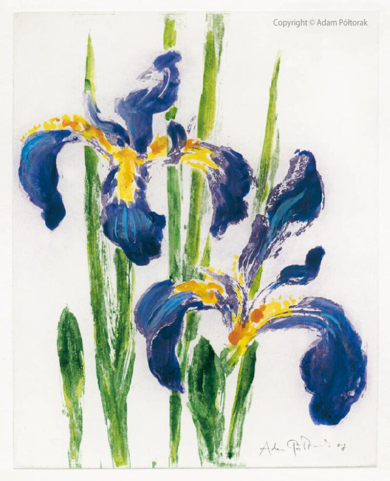 Irys syberyjski — druk cyfrowy
