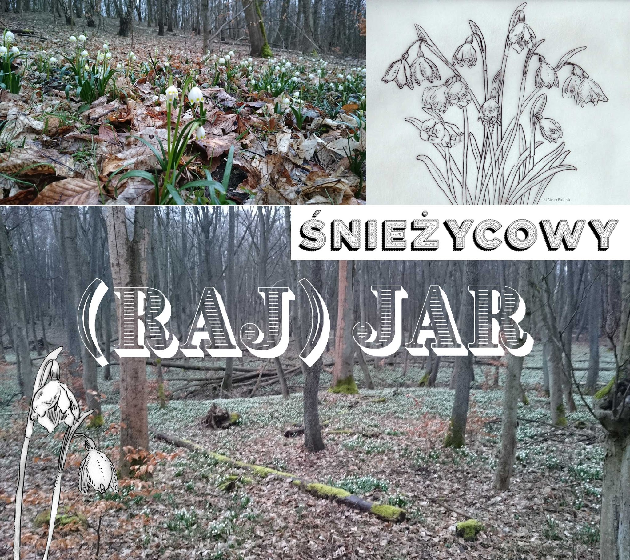 Śnieżycowy jar