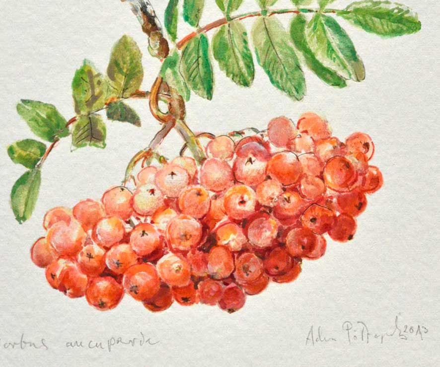 Jarzębina / Sorbus aucuparia L. / Rowan