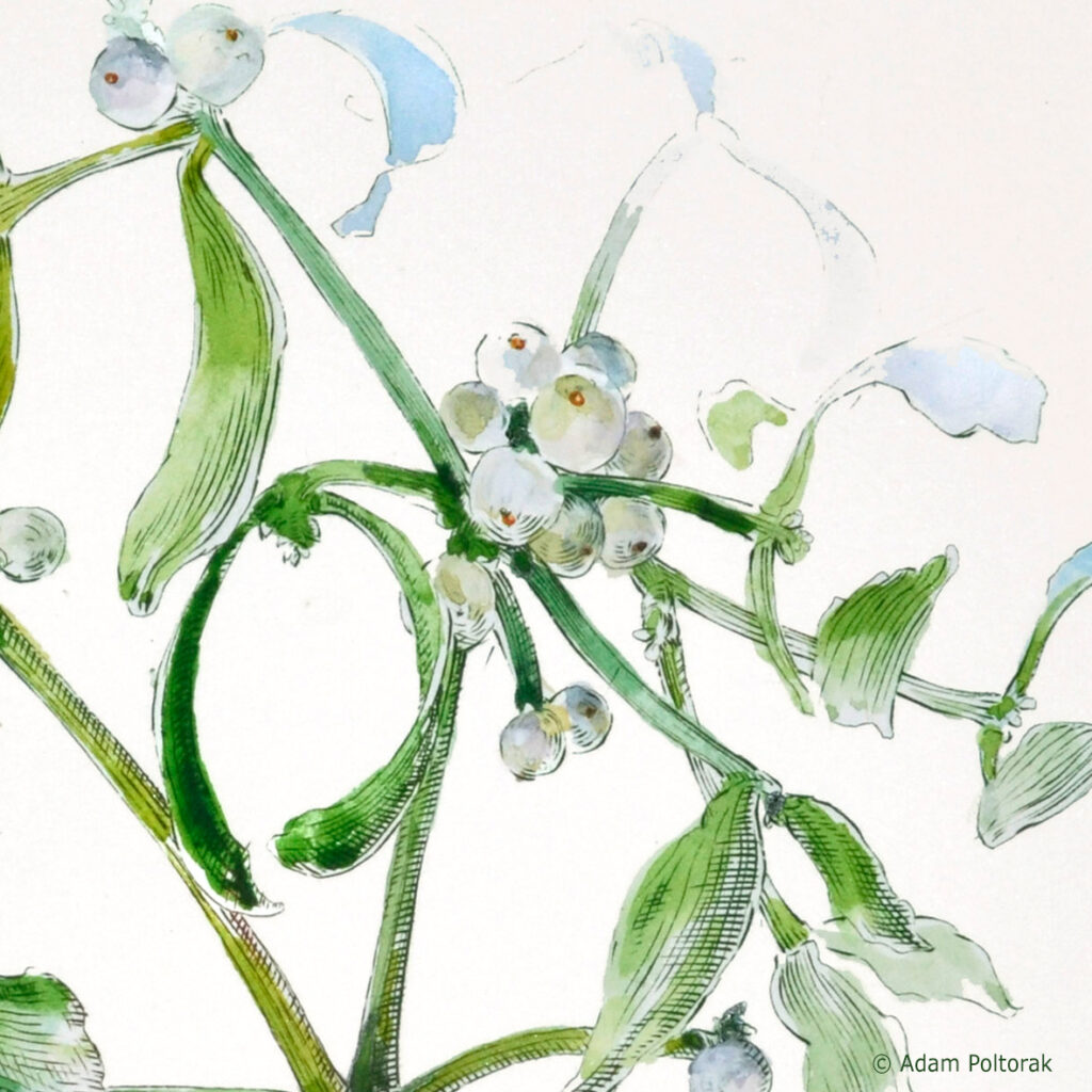 Jemioła / Mistletoe