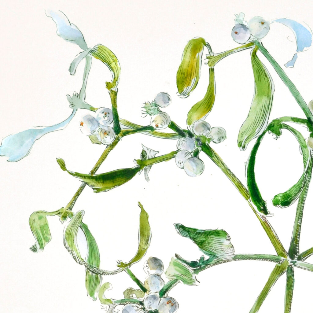 Jemioła / Mistletoe