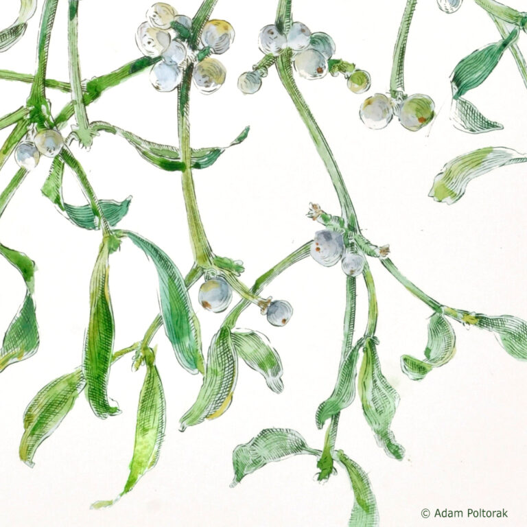 Jemioła / Mistletoe
