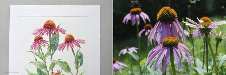 Echinacea