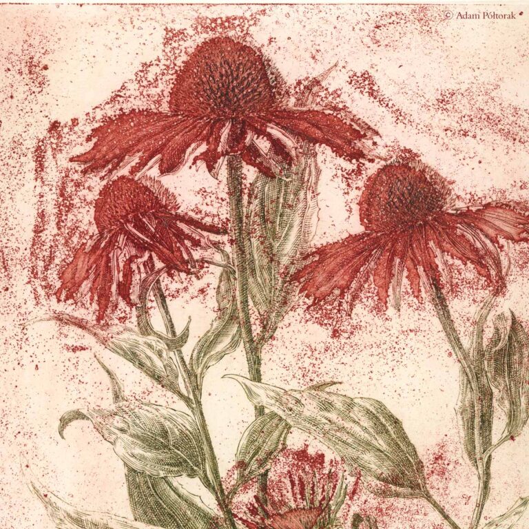 Rusty echinacea