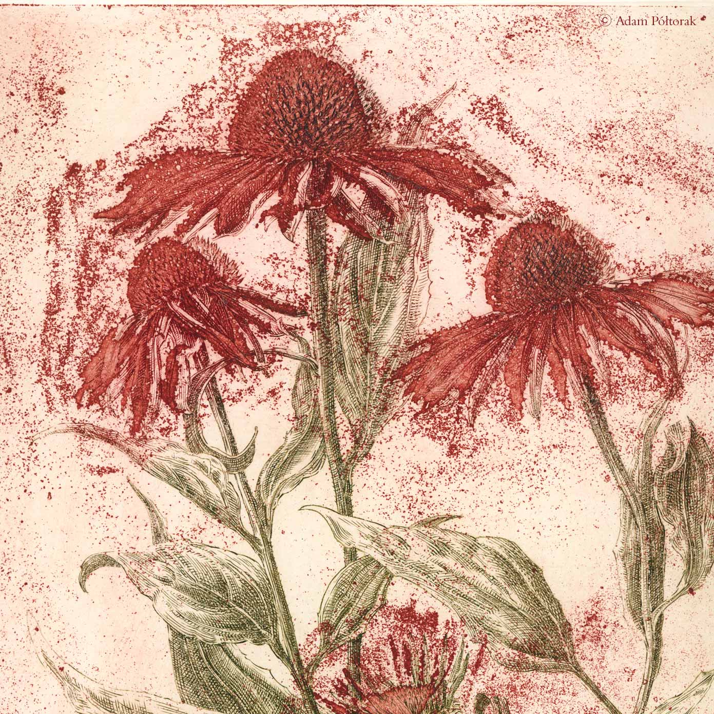 Rusty echinacea