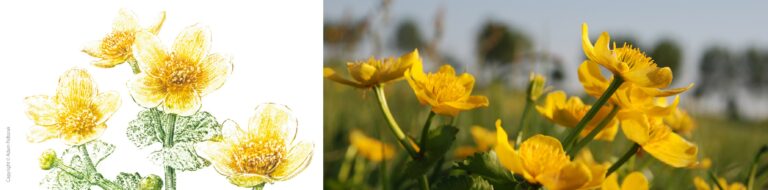 Kaczeniec - Caltha palustris L.
