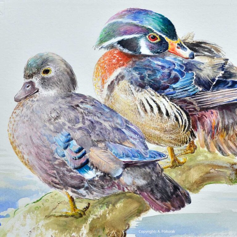 Wood duck / Carolina duck