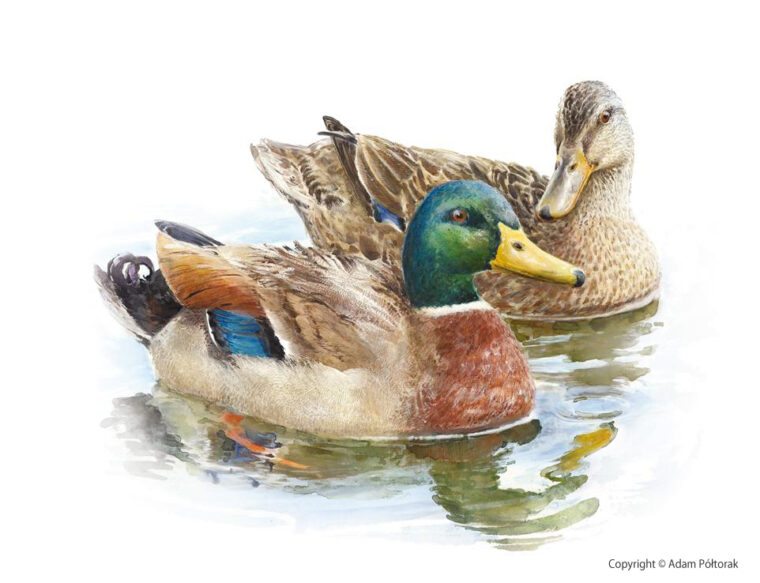 Kaczka Krzyżówka / Mallard — akwarela, technika mieszana