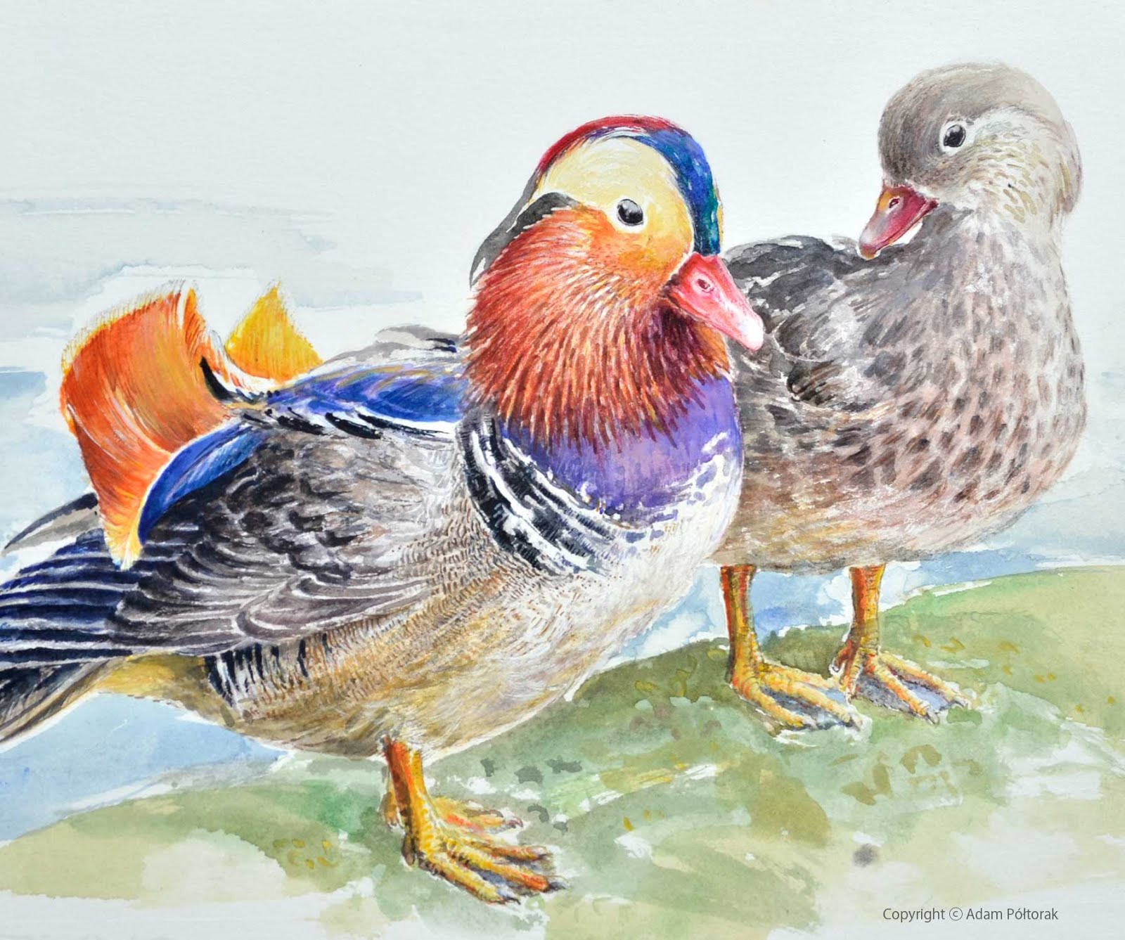 Mandarin duck / Kaczka Mandarynka