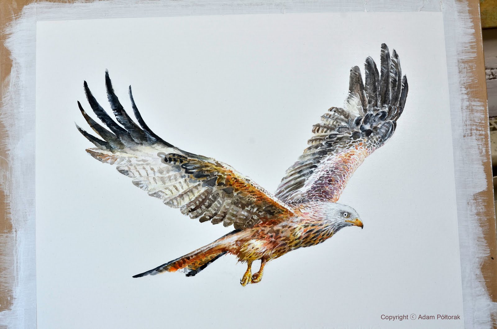 Kania / Red kite
