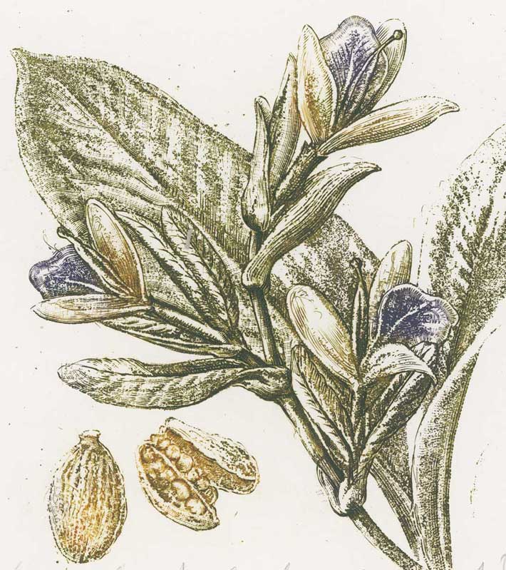 Kardamon / Cardamom