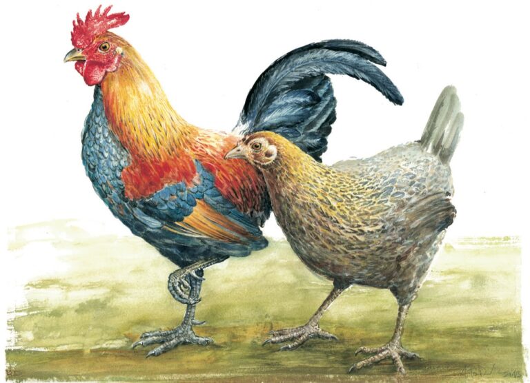 Kury / Rooster and hen