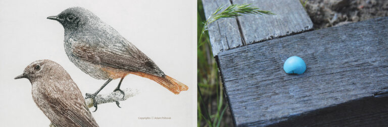 Bajka o Kopciuszku No 1