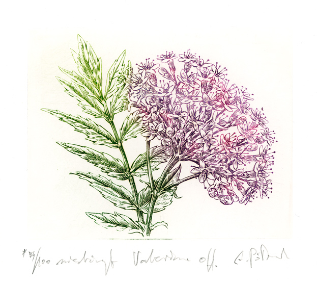 Kozłek lekarski — miedzioryt