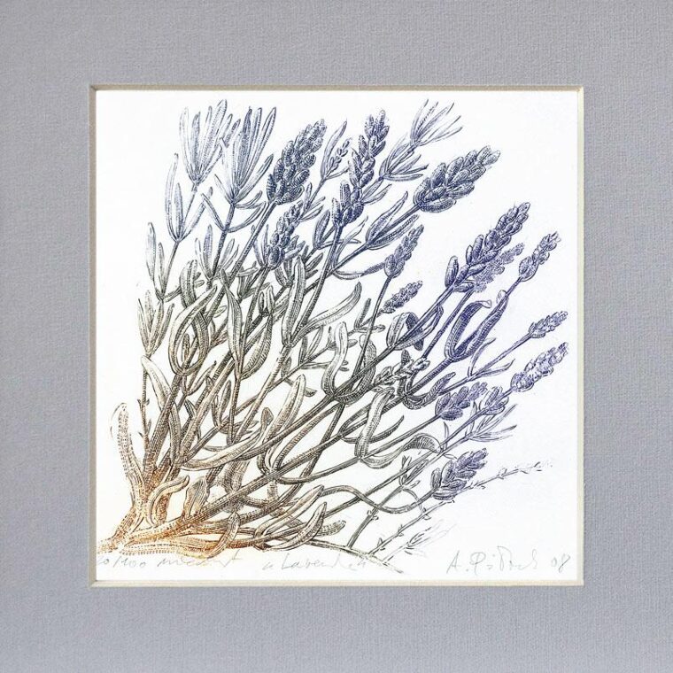 Lawenda — druk cyfrowy