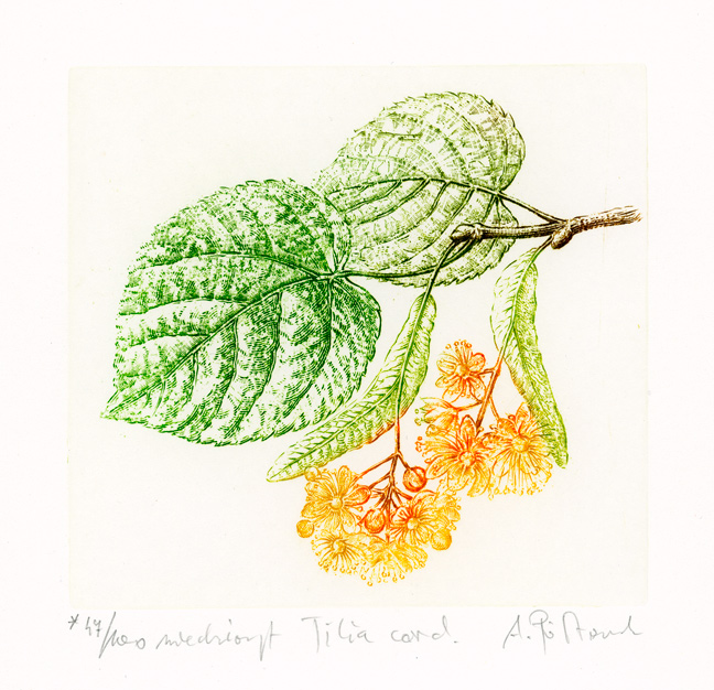Lipa — miedzioryt