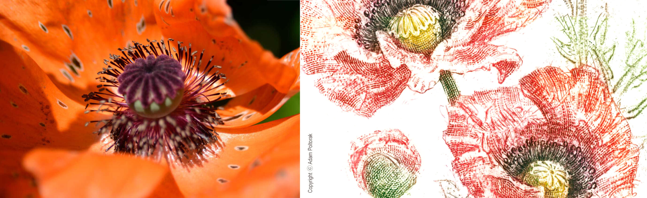 #mak #papaver