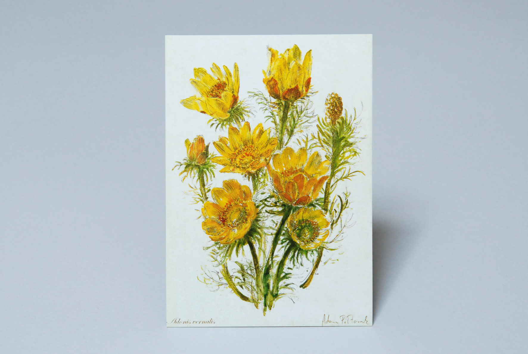 Art Cards - Pocztówki artystyczne