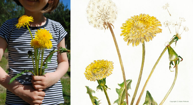 Mniszek lekarski / Dandelion