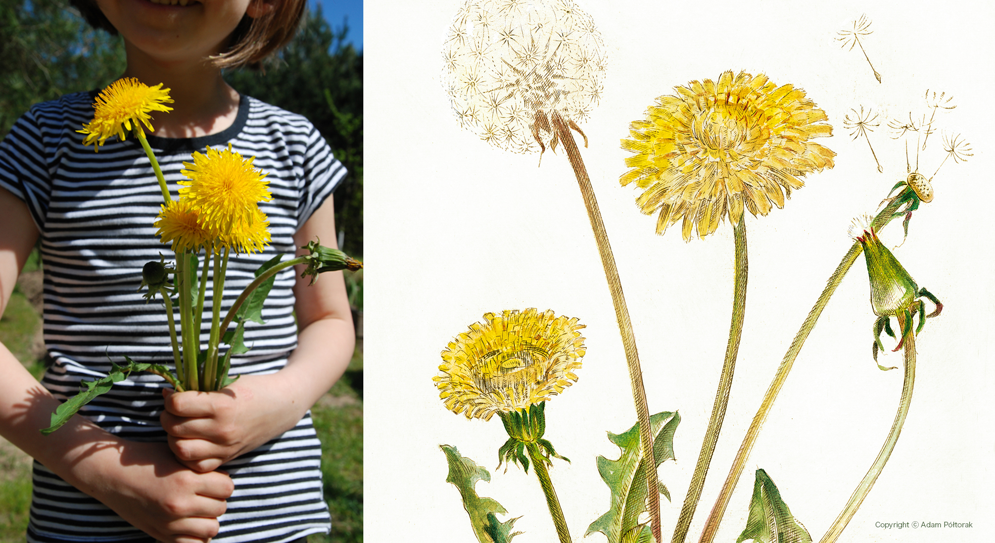 Mniszek lekarski / Dandelion