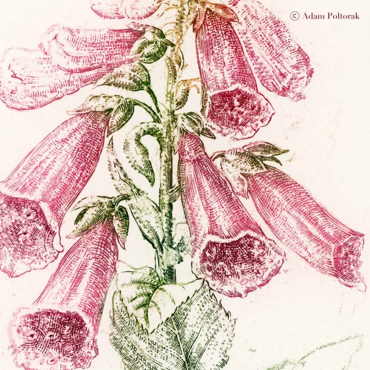 Naparstnica purpurowa — miedzioryt