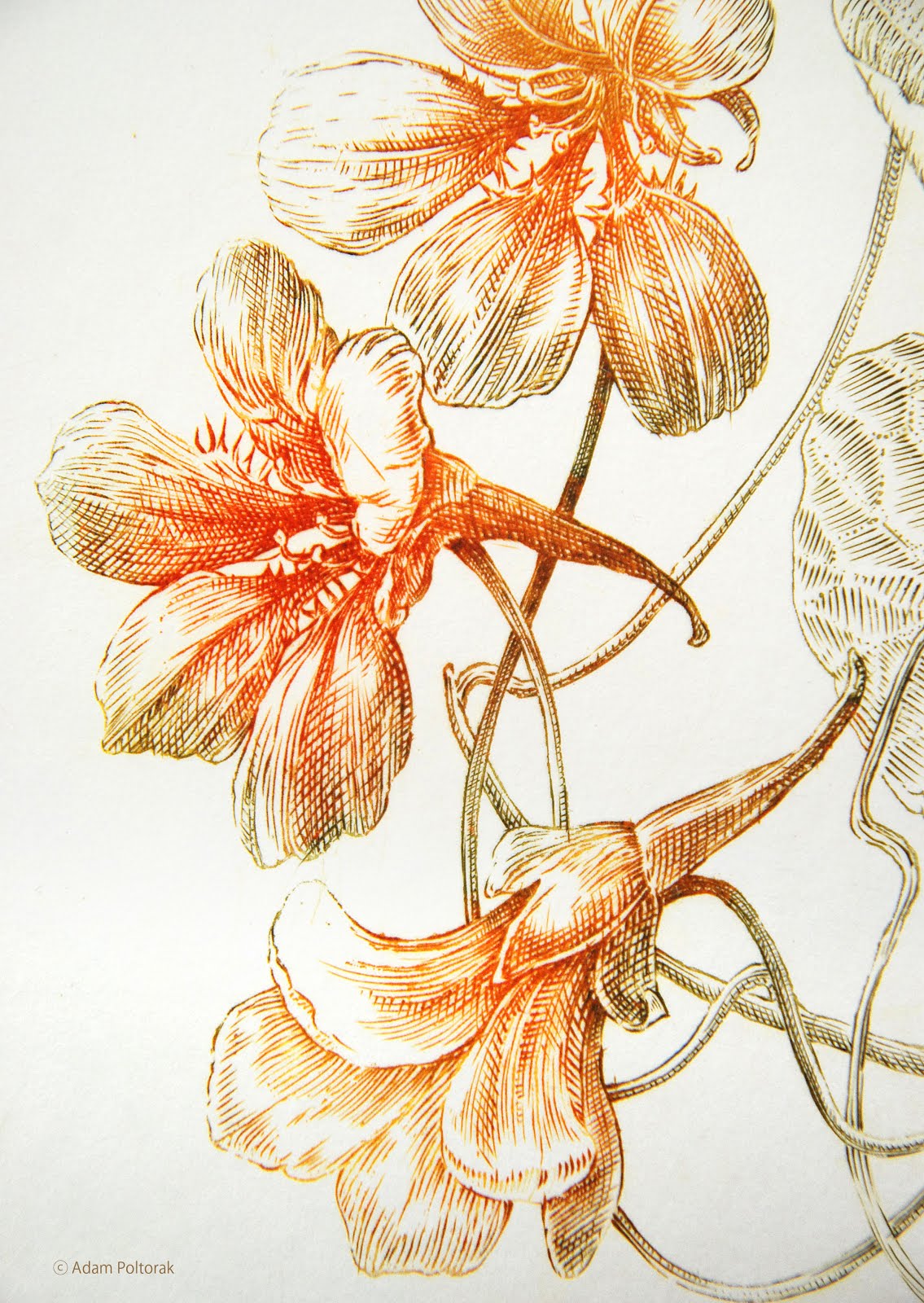 Nasturium / Nasturcja