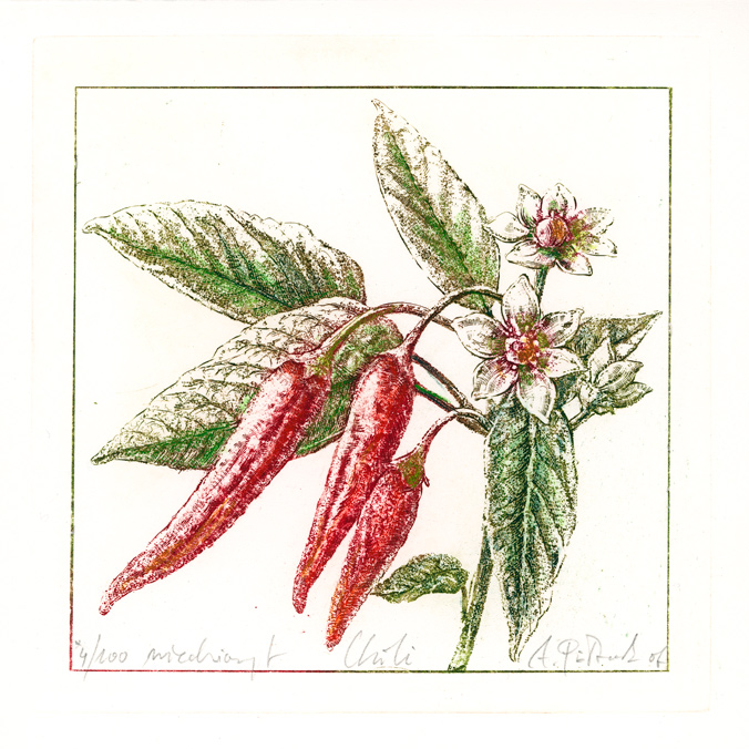 Papryka chili — miedzioryt