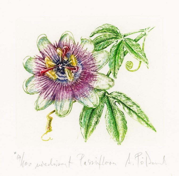 Pasiflora — miedzioryt