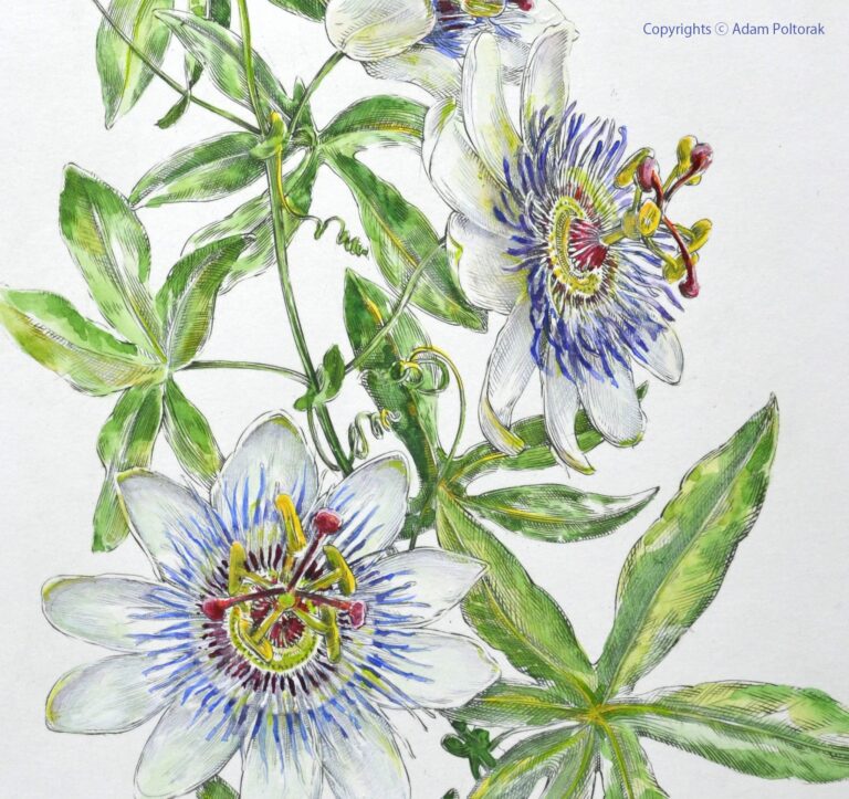 Passiflora
