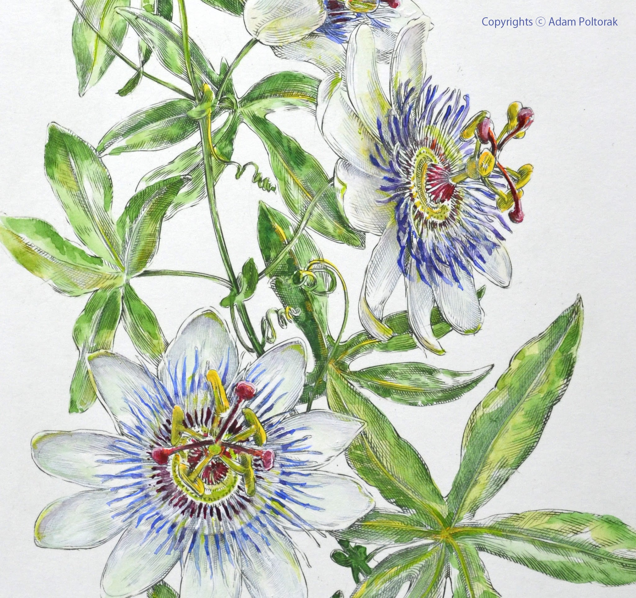 Passiflora