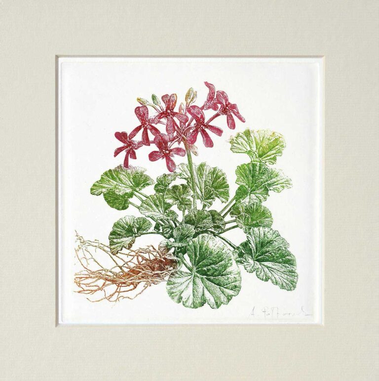 Pelargonia / Geranium / Pelargonium / Storksbill