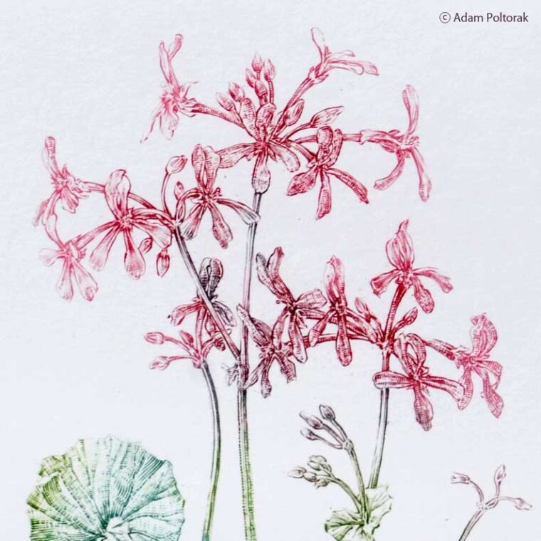 Pelargonia — miedzioryt