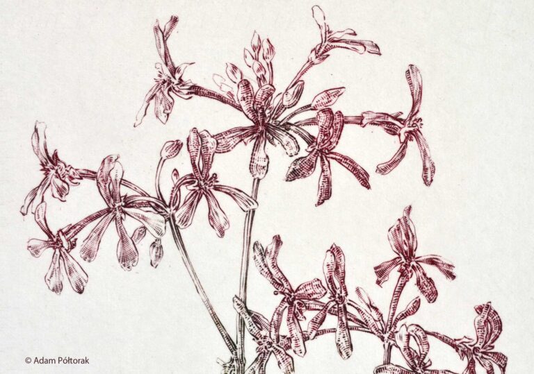 Pelargonia