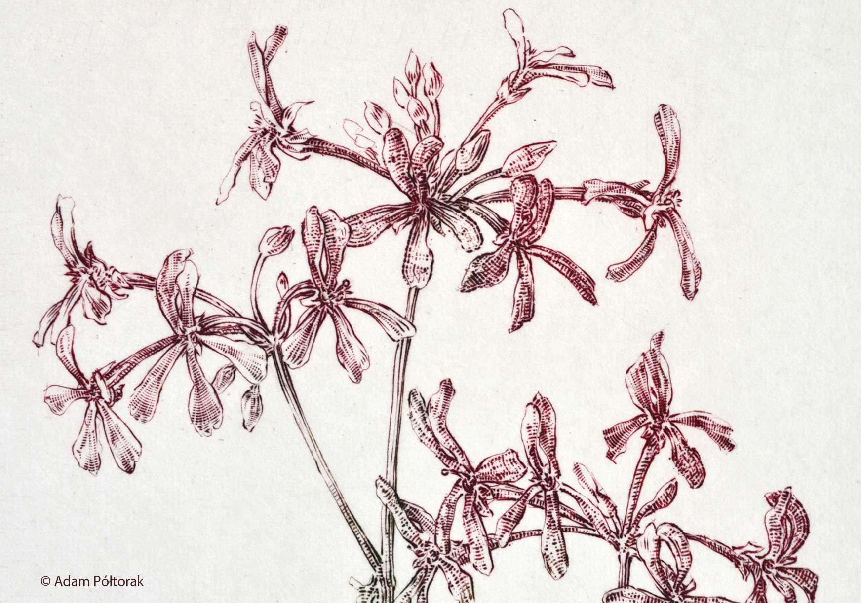 Pelargonia
