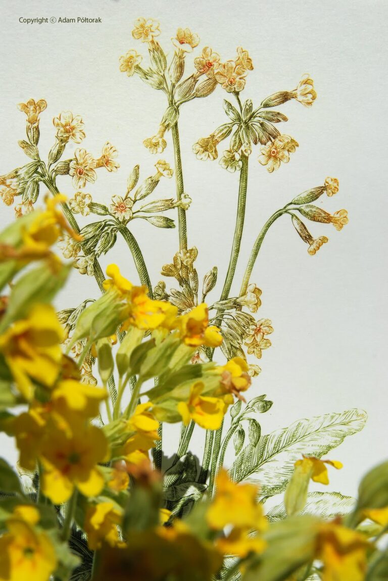 Primrose au naturel / Pierwiosnek odsłona druga